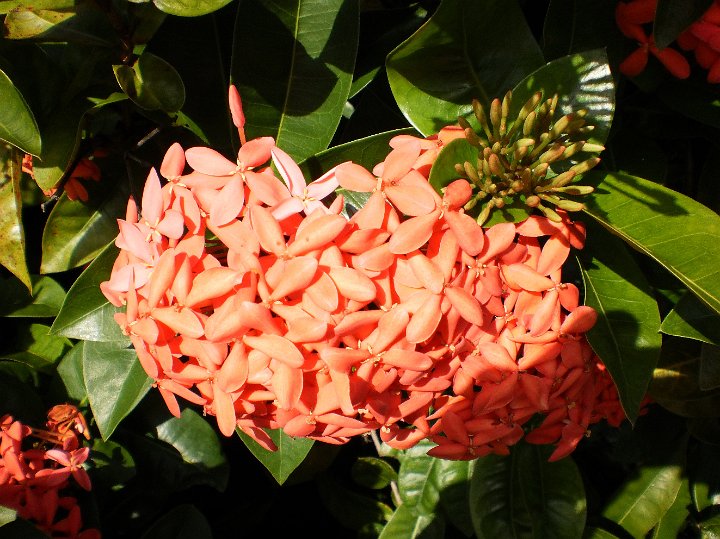 Pink Ixora.jpg - Pink Ixora